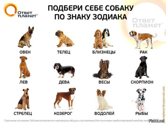 Картинки Там Где Собаки