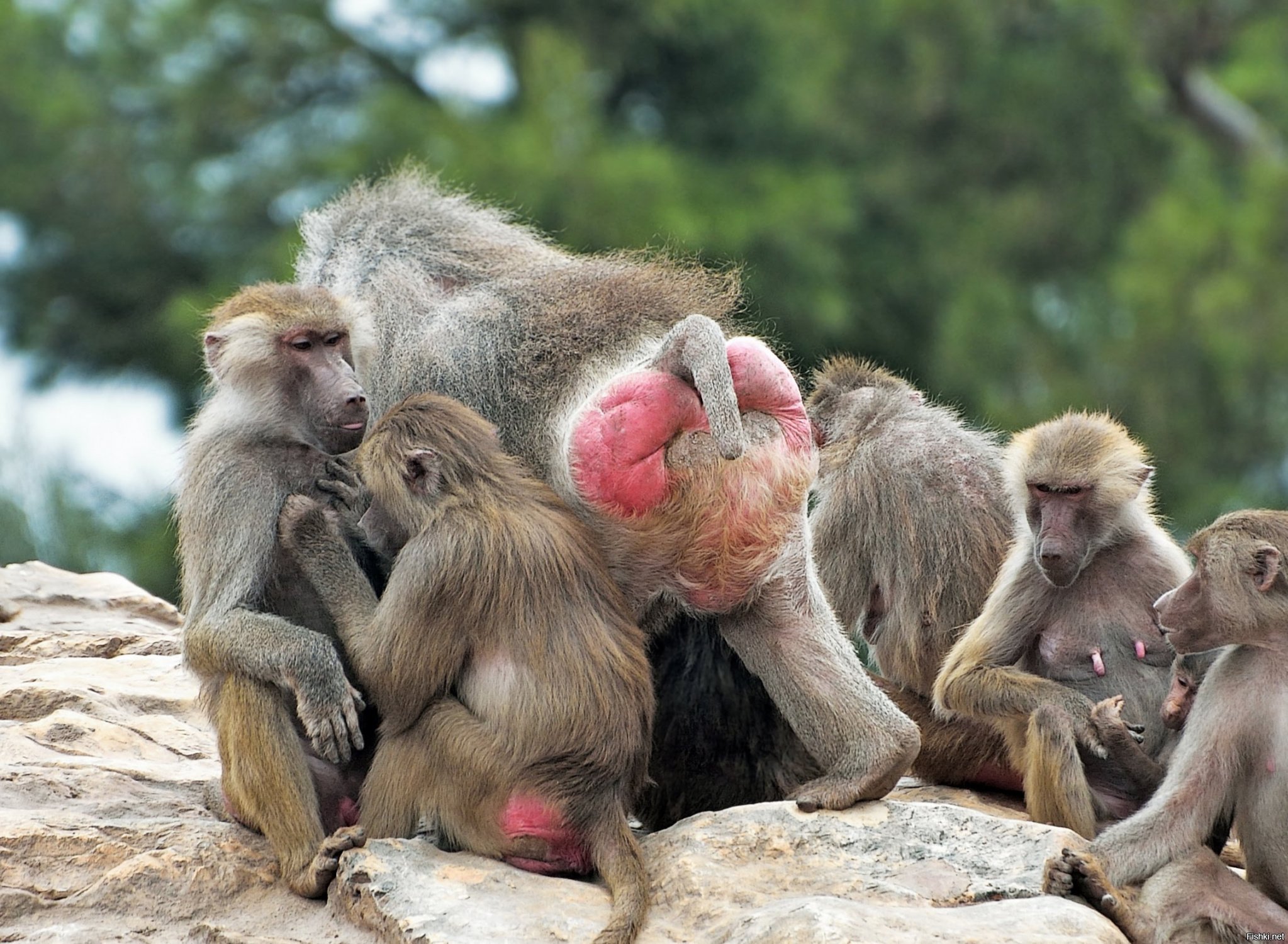 Ручная обезьянка - порно фото