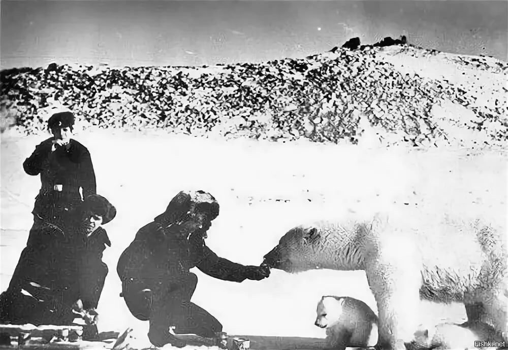 Белые медведи на Северном полюсе фото