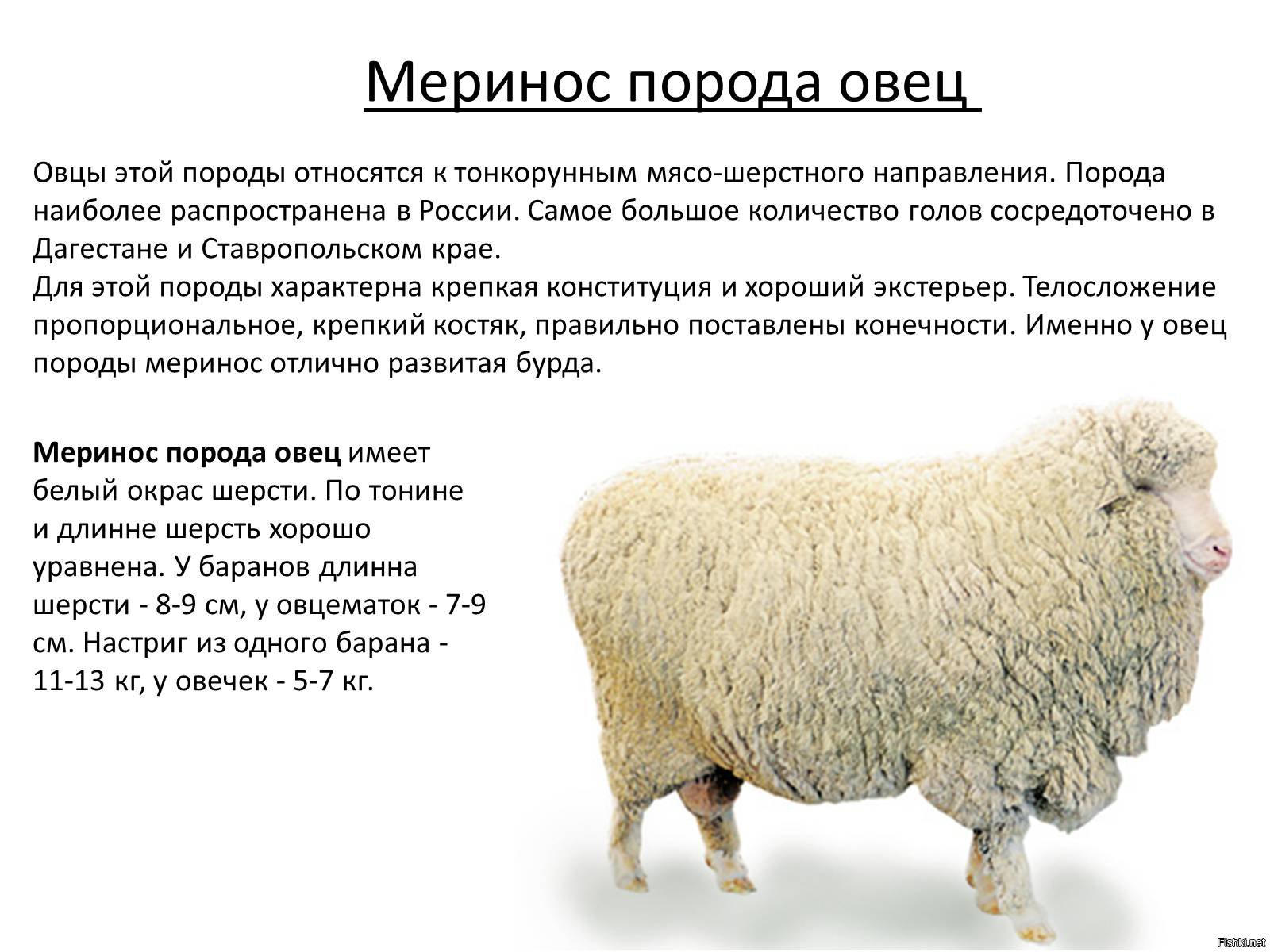Где Купить Можно Овец В Новосибирске