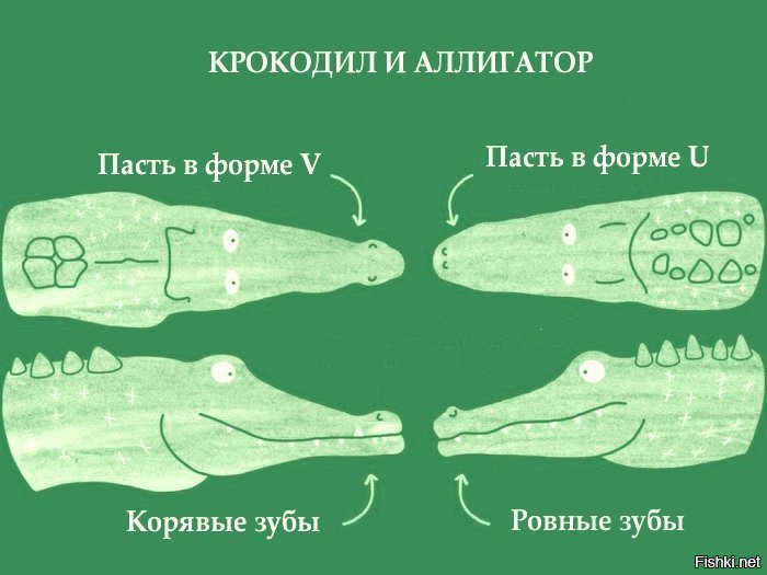 Крокодил Сравнение Цен В Магазинах