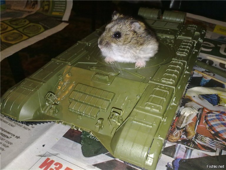 Мышь в каске фото
