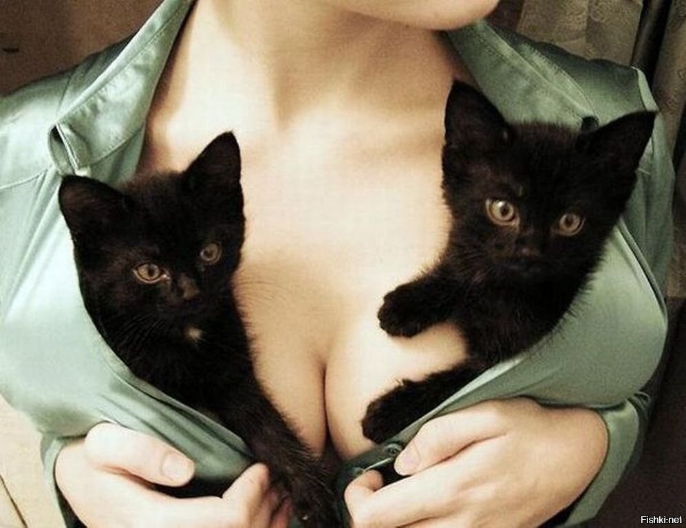 Black cat bryci