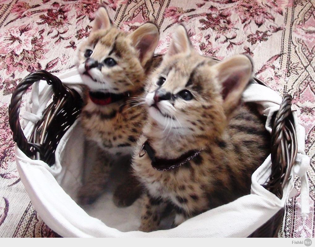Сервал Домашний Кошка Фото