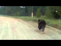 Какая максимальная скорость у медведя