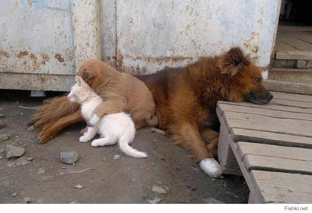 Русские мама собаками. Бездомные кошки и собаки. Брошенные котята и щенки. Бездомные животные фото.