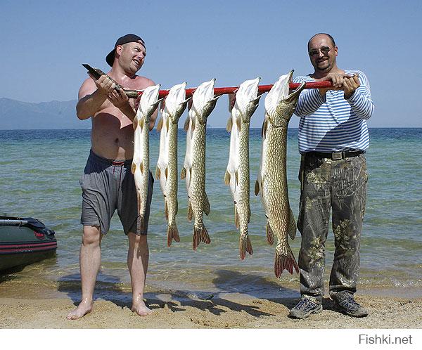 Какую рыбу ловили рыбаки. Чивыркуйский залив рыбалка. Xbdshreqcrbqpfkbd рыбалка. Чивыркуйский залив на Байкале рыбалка. Чивыркуйский залив рыбалка летом.