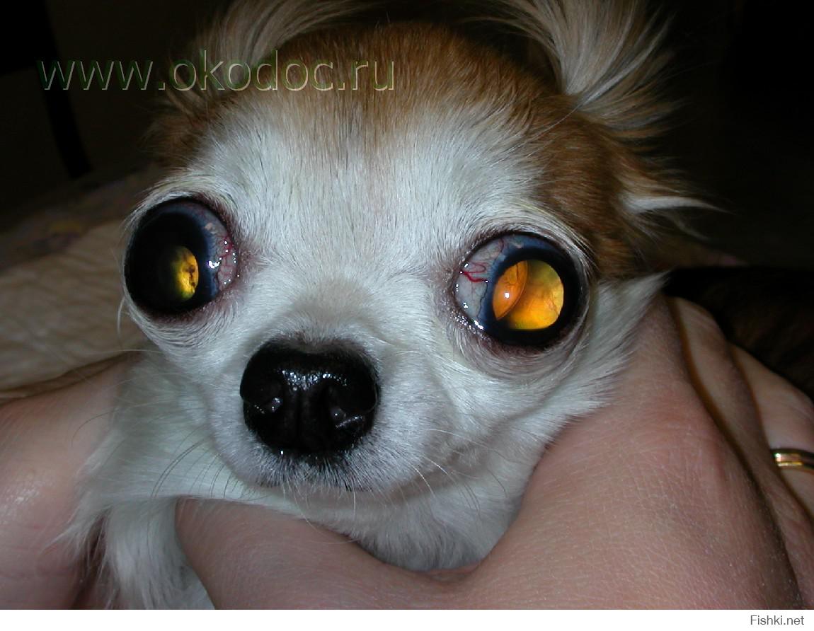 Собака у которой вываливаются глаза. Собака с вываливающимися глазами.