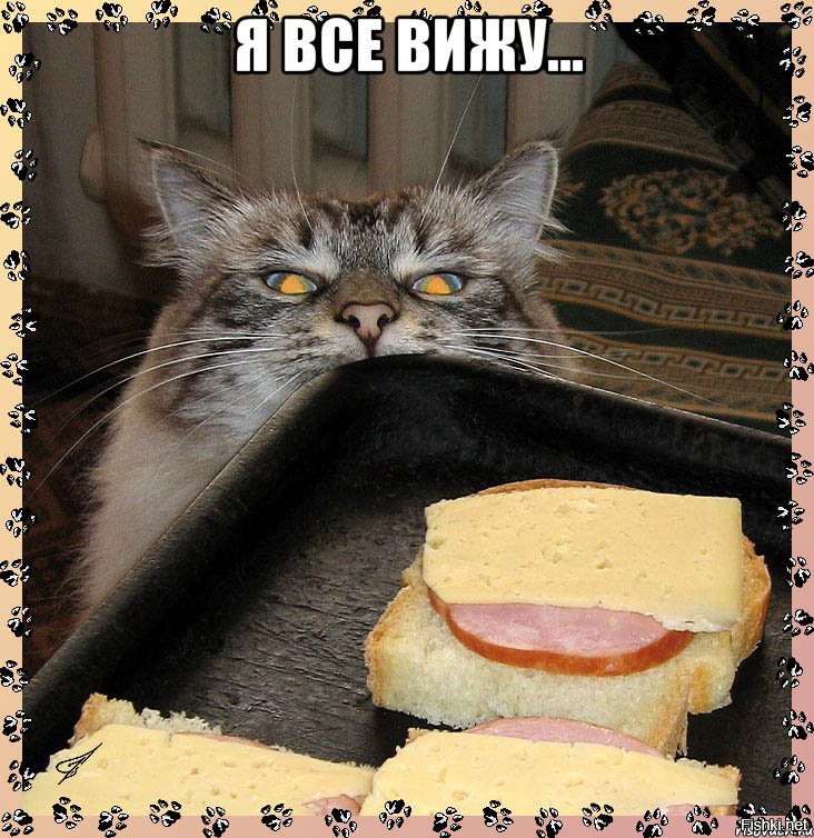 Съем. Кот бутерброд. Кот и сыр. Бутерброд с колбасой котик. Бутерброд с колбасой прикол.