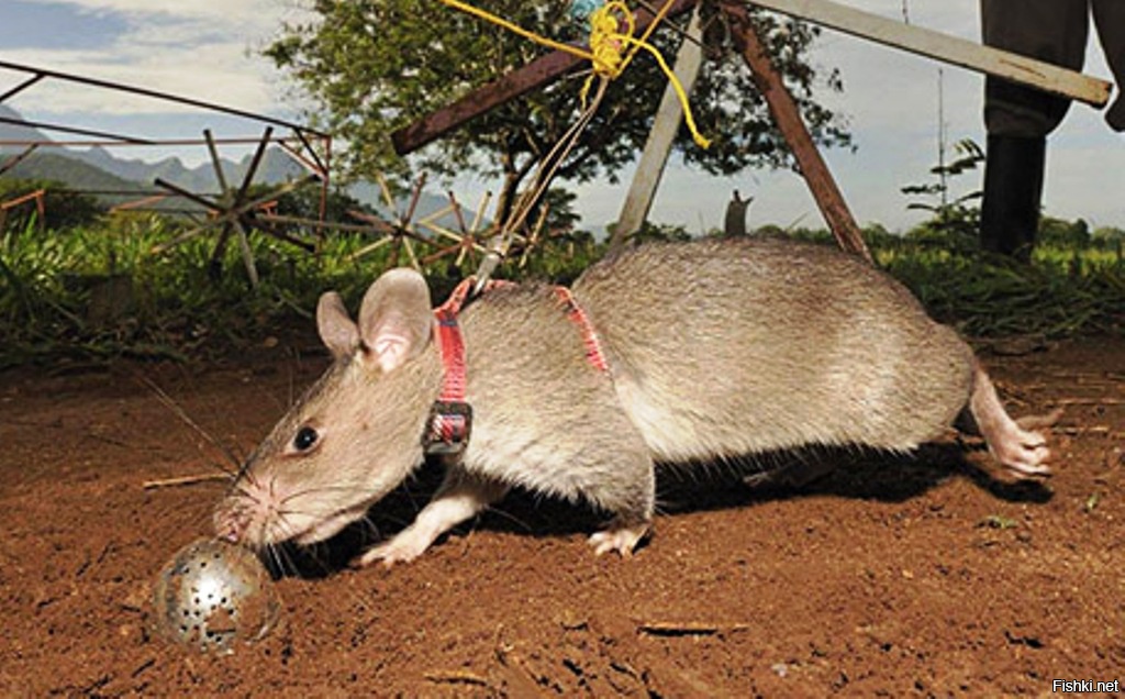 Большие крысы купить. Африканская сумчатая крыса. Тростниковые крысы. Гигантская мышь. Самые большие мыши в мире.