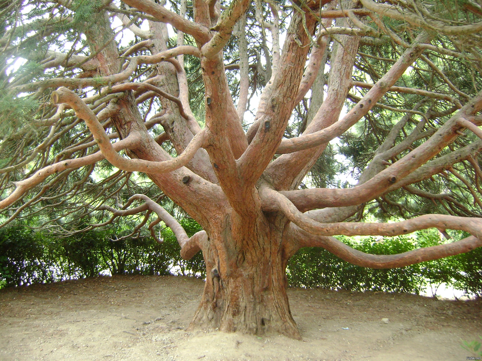 Тис дерево