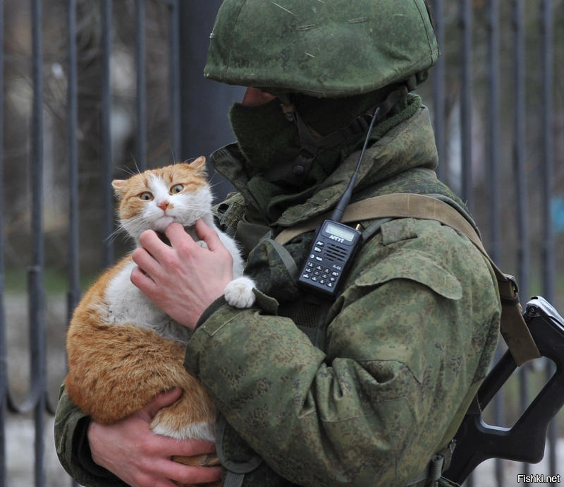 Кошка боец картинки