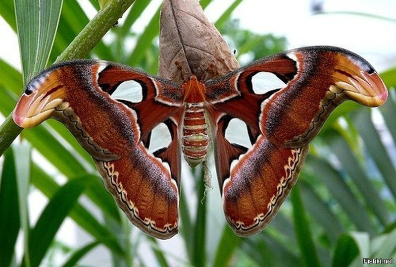 Attacus atlas фото