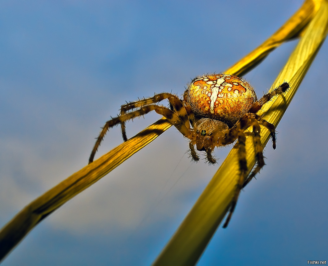 Ядовитые пауки в Сибири