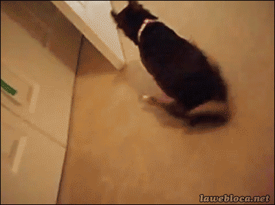 Пр плясывал от нетерпения. Кот ерзает попой по полу. Кот вытирает задницу об ковер. Кот катается по полу гифка.
