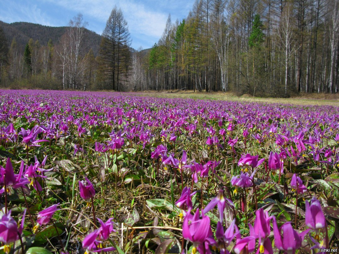 Подснежники в сибири фото