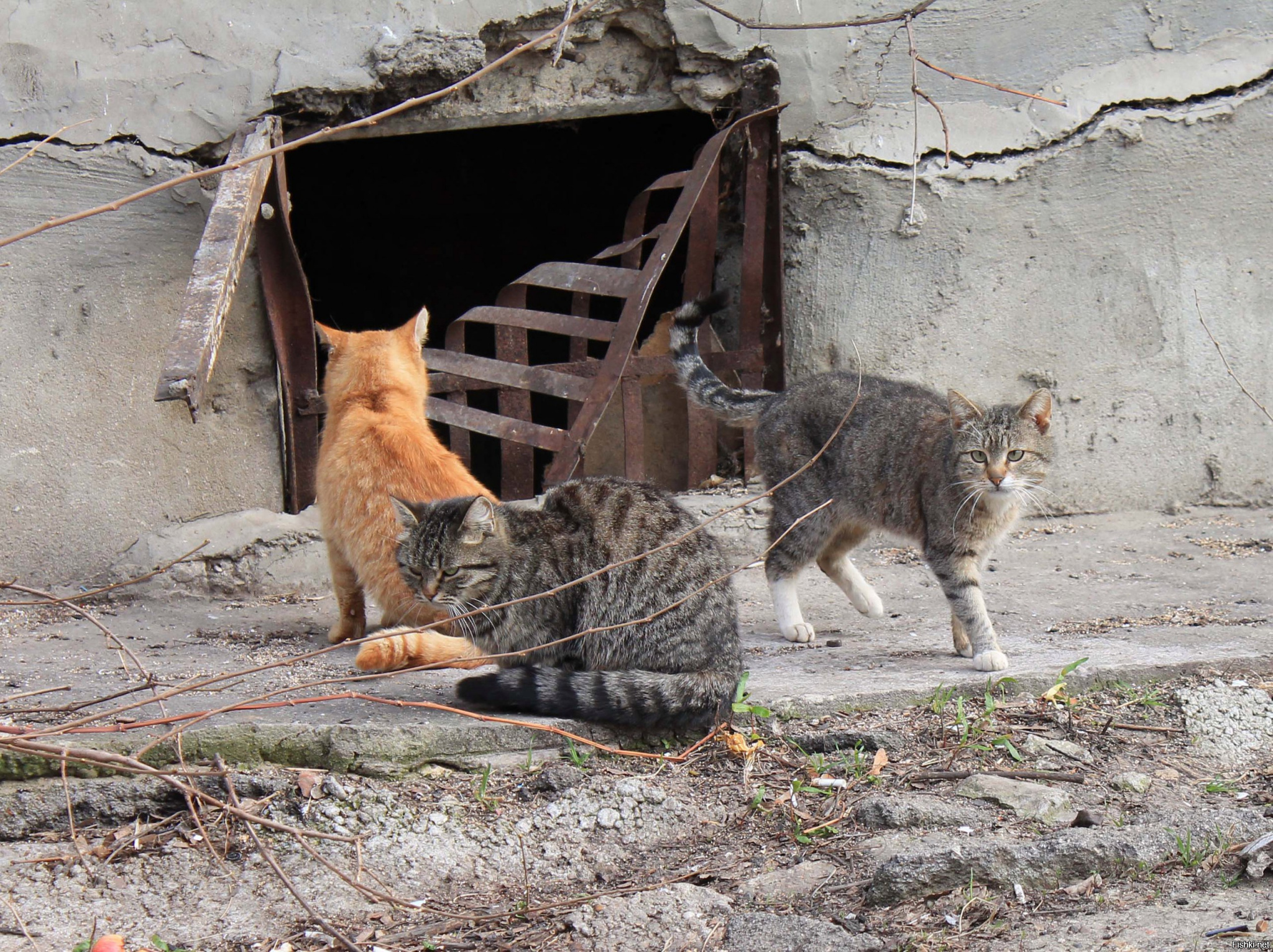 Кошки в подвале
