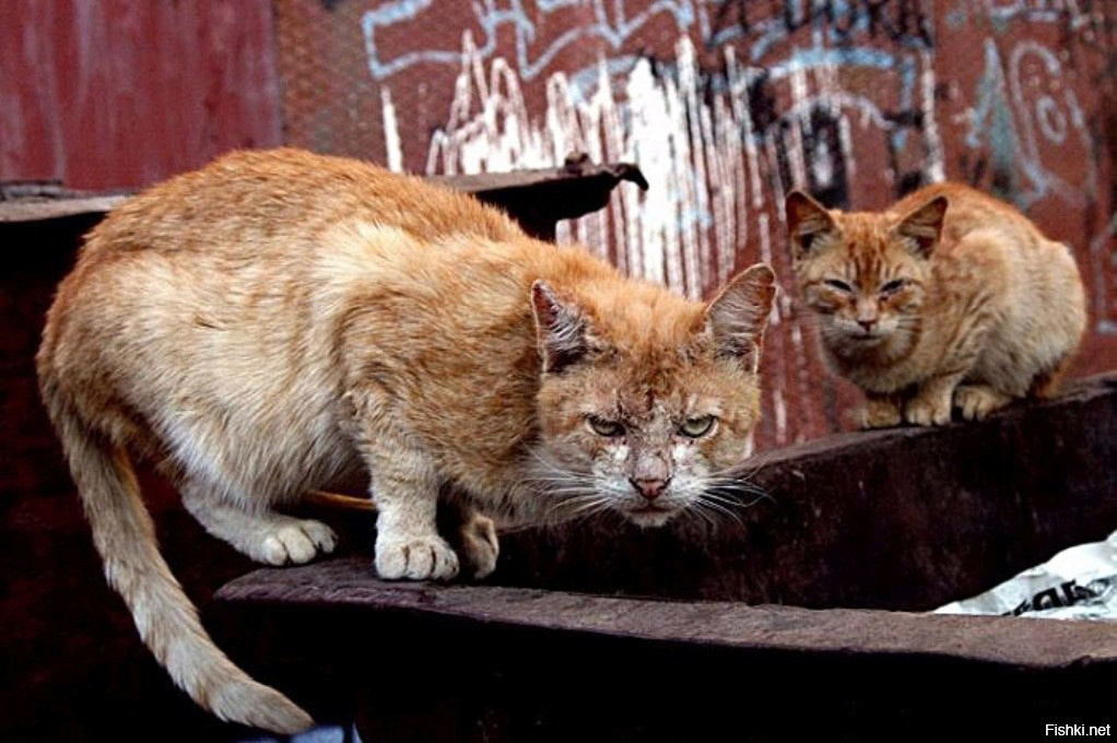 Картинки кот помойный кот