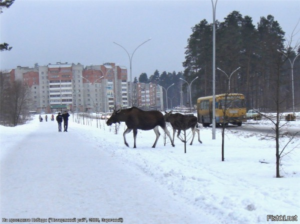 Лоси в заречном фото