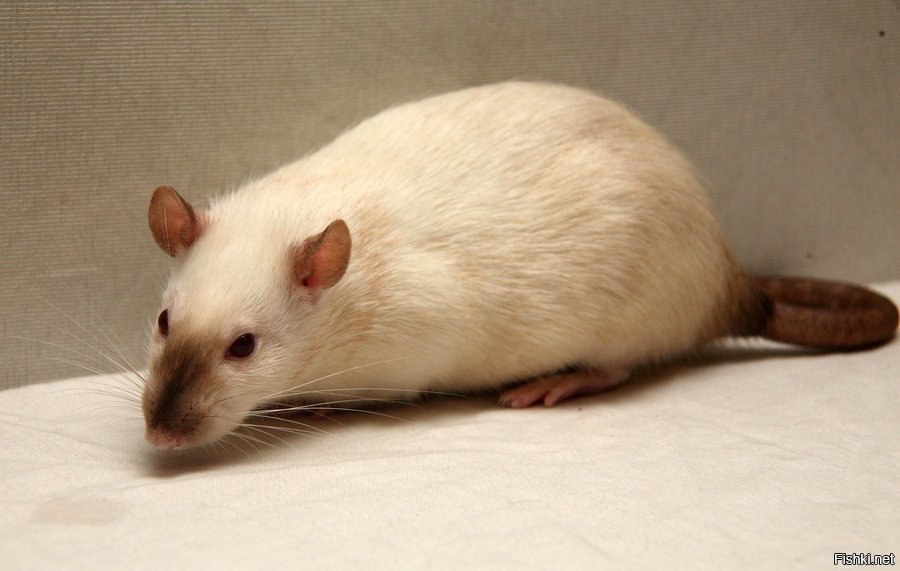 Сиамская мышь фото