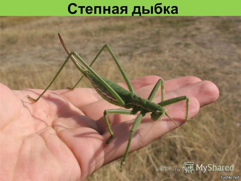 Кузнечик Степная Дыбка