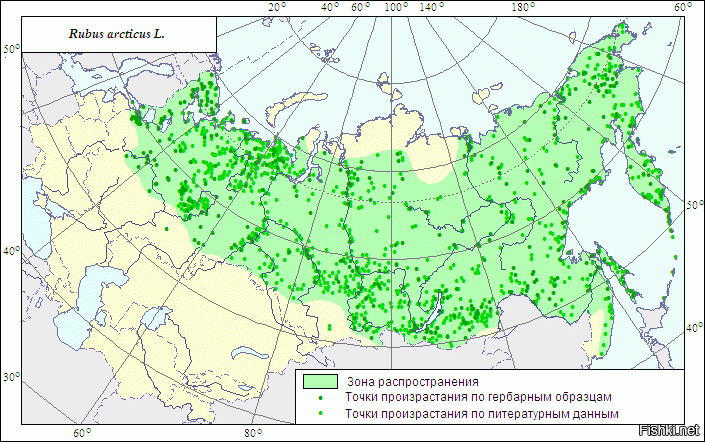 Где нет берез в россии карта охвата