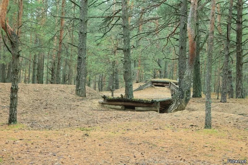 Картинка партизанский лес