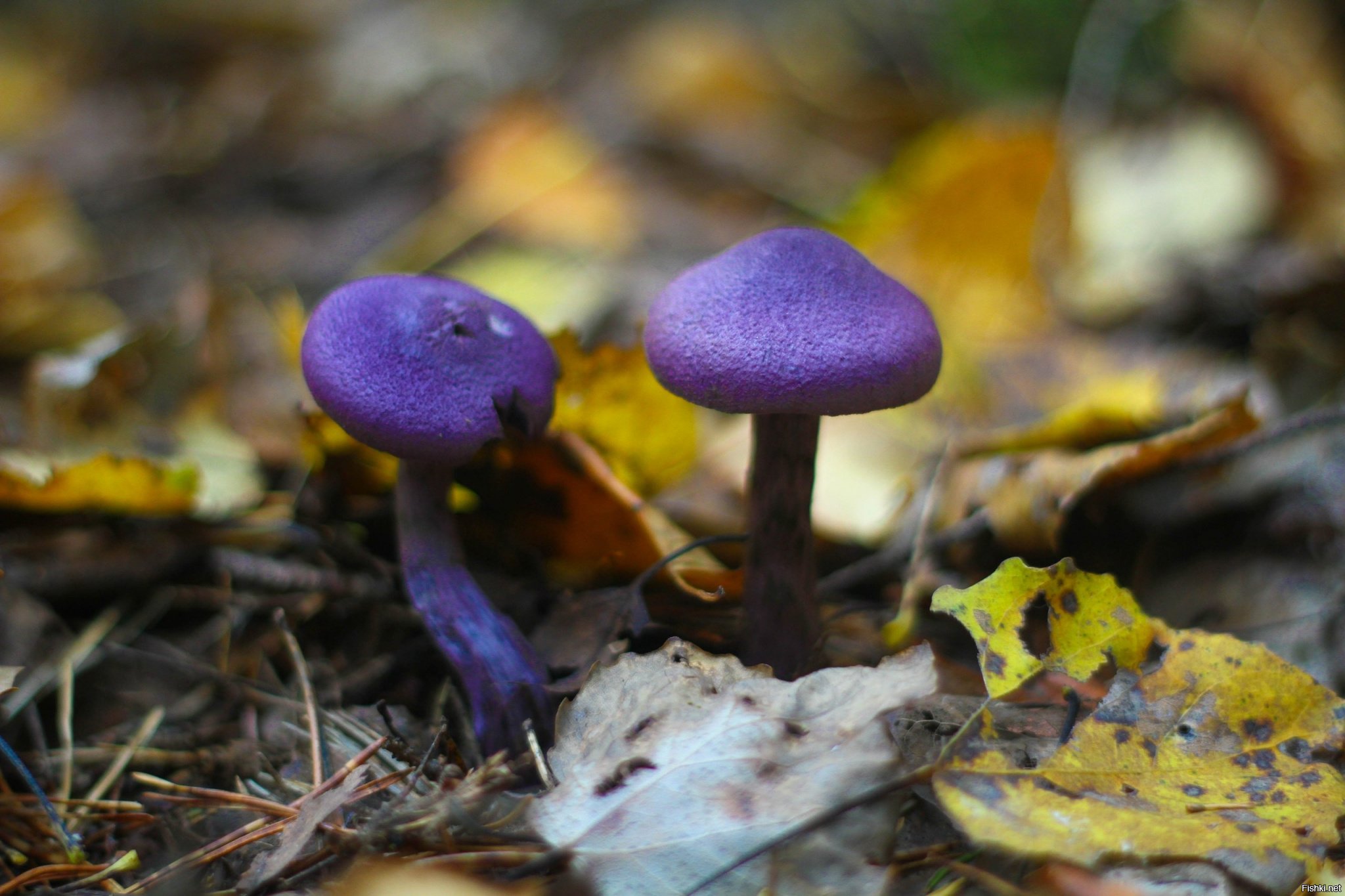 Редкие и красивые грибы Нижегородской области фото и описание