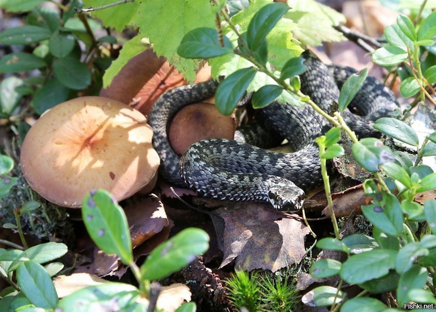Клещи и змеи в лесу фото