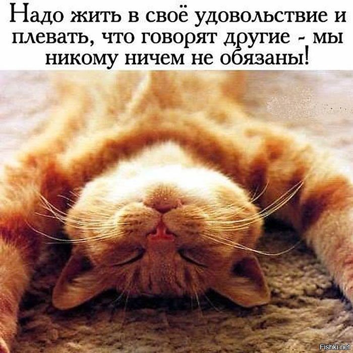 Воскресенье котики картинки