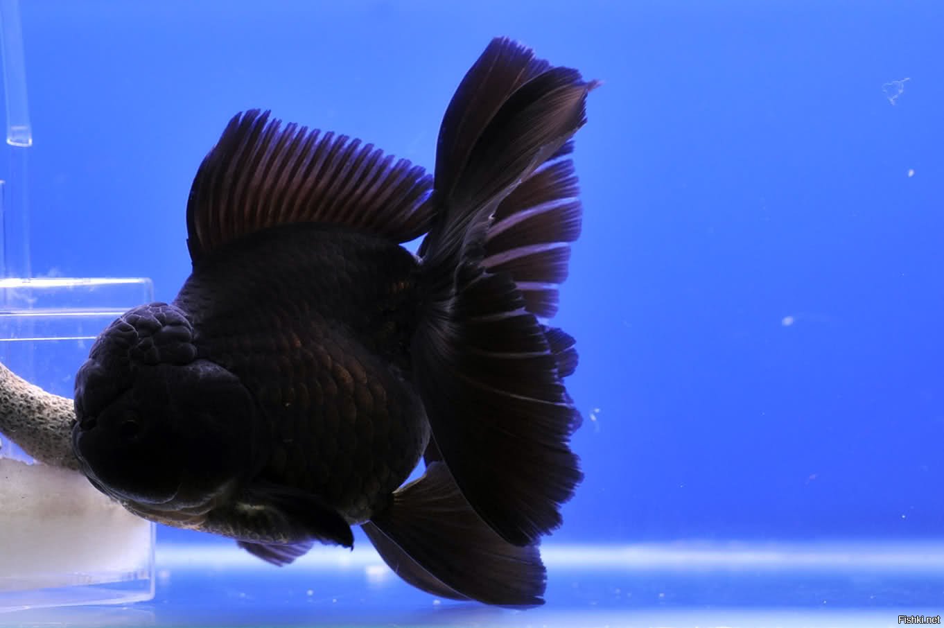 Чёрная Оранда рыба