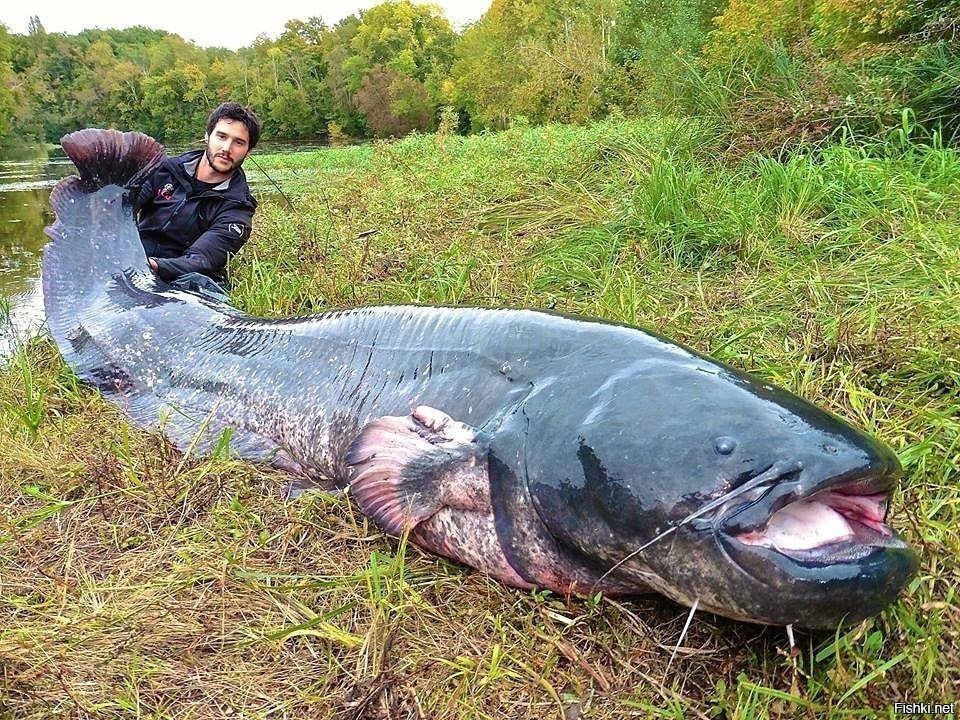 Самая большая рыба приготовлена