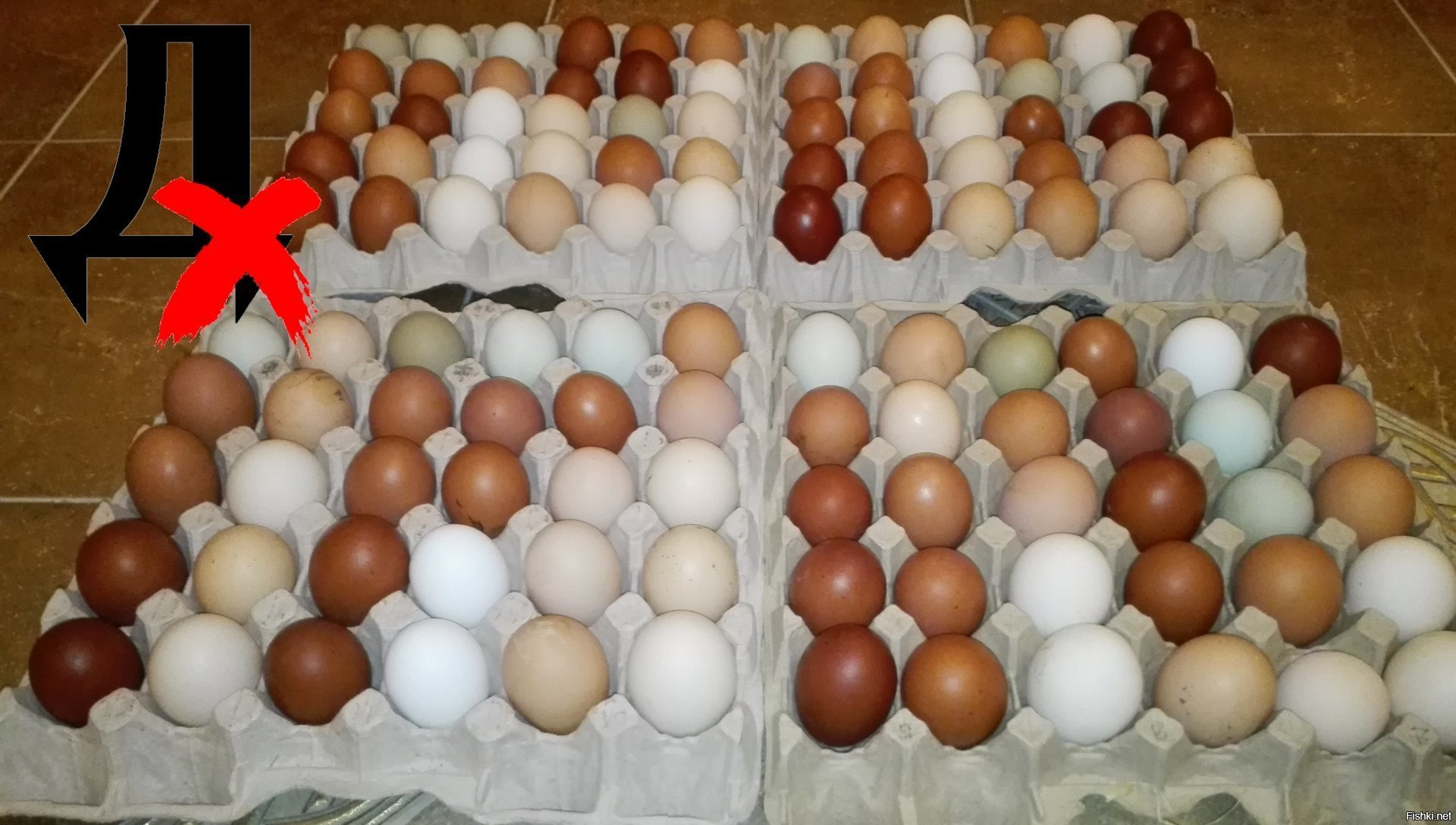 Кура несущая крупные яйца. Куры несущие коричневые яйца. Куры родонит несут цветные яйца. Курица несущая коричневые яйца. Куры несут цветные яйца.