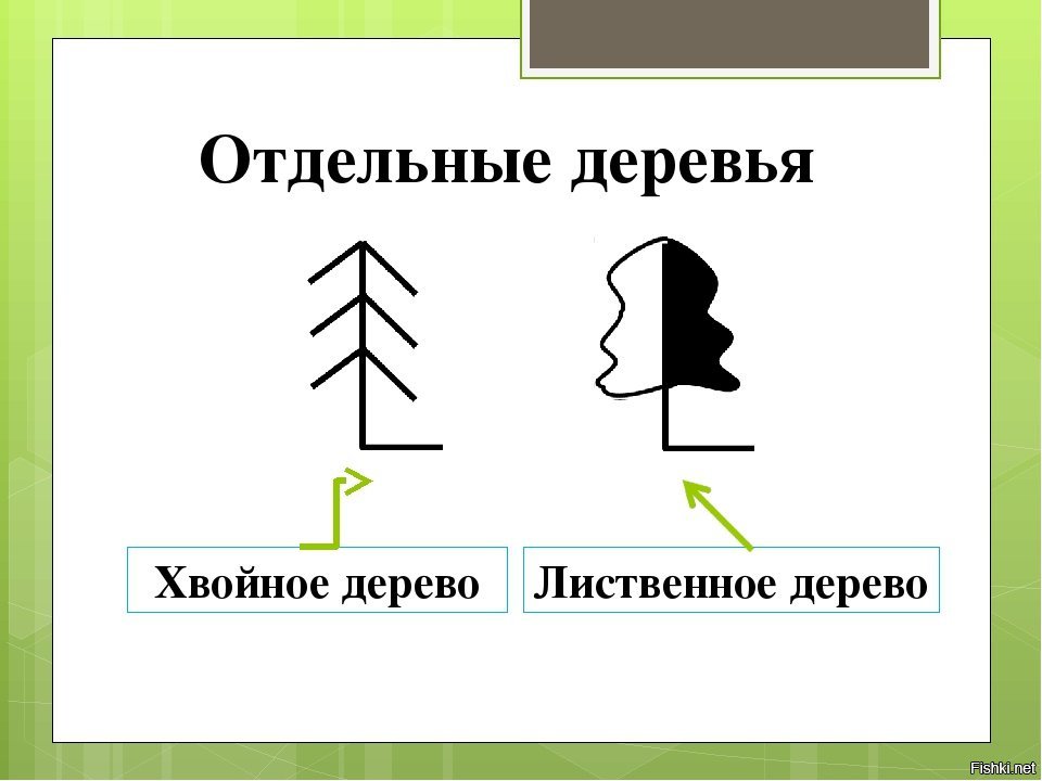 Условные деревья. Обозначение хвойных деревьев на карте. Хвойное дерево условный знак. Обозначение смешанного леса на карте. Условные обозначения отдельно стоящее дерево.