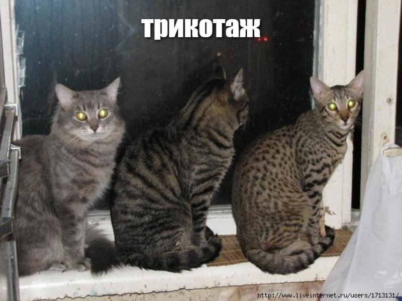 3 кота ж. Трикотаж коты. Трикотаж три кота. Смешные трикотаж. Трикотаж приколы с котами.