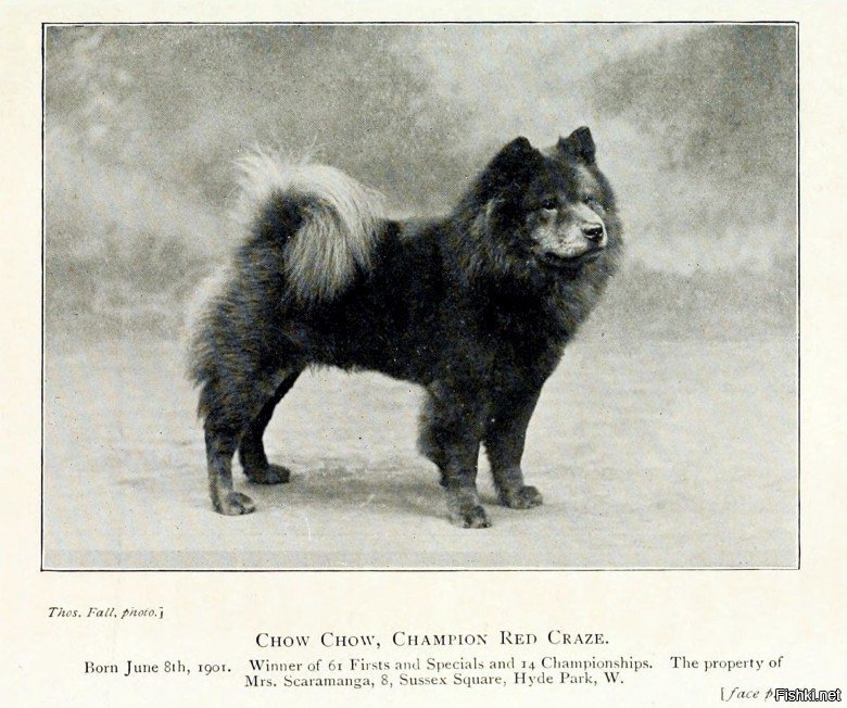 Древние породы собак с фотографиями и названиями