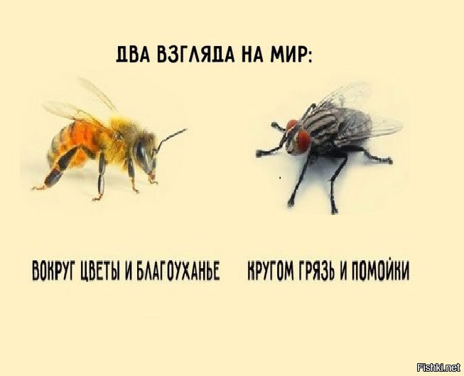 Пчела и муха план