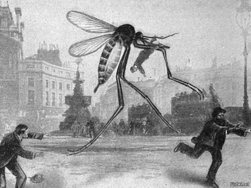 Нападение насекомых. Гигантский комар.