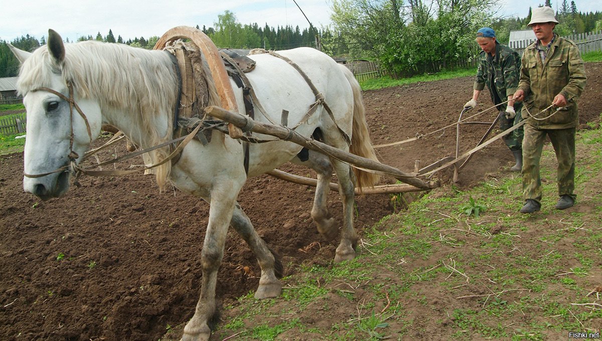 Соха фото с лошадью