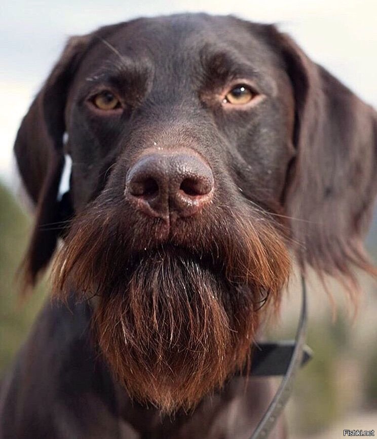 Бородатые породы собак с фотографиями