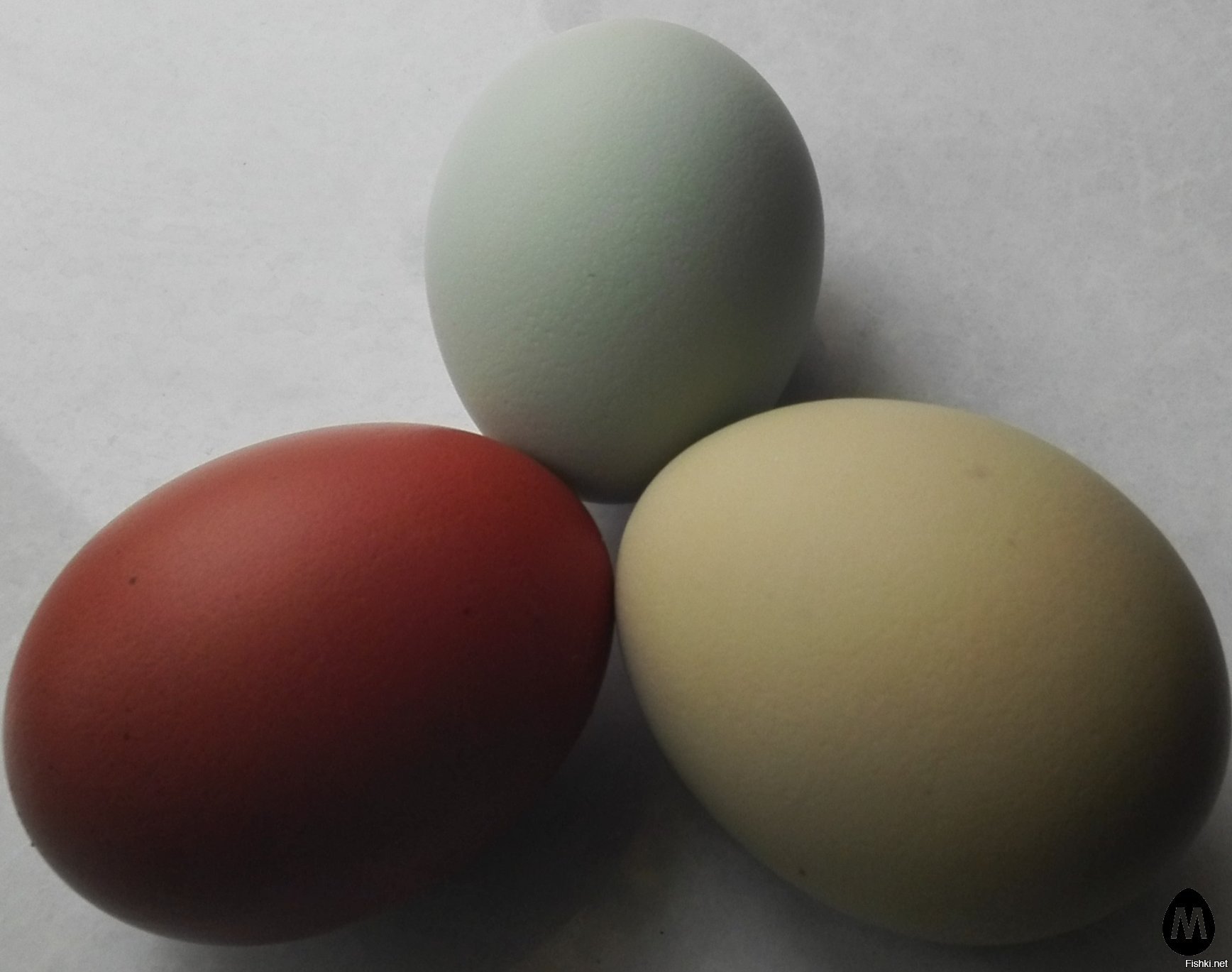 Порода кур с зелеными яйцами фото