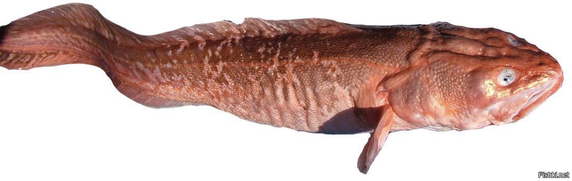 Креветочная рыба фото без головы