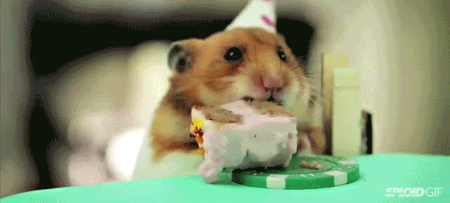 Торт с хомяком. Хомяк ест тортик. С днем рождения хомяк. Хомяк гиф. Есть день хомяка