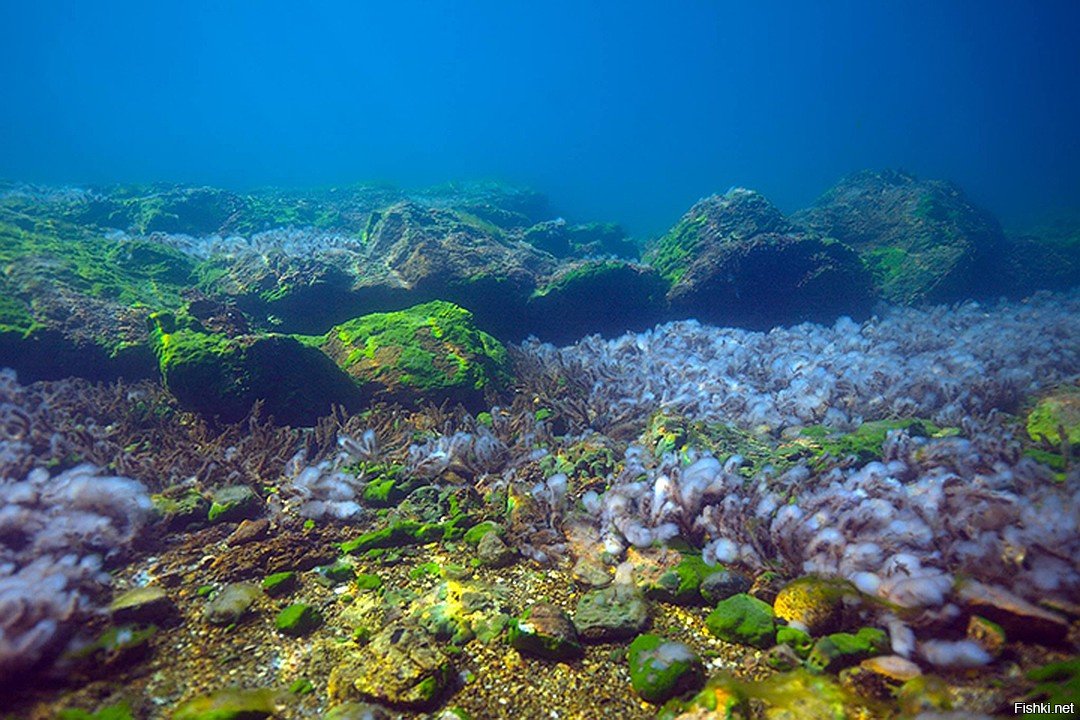 Фото озера под водой