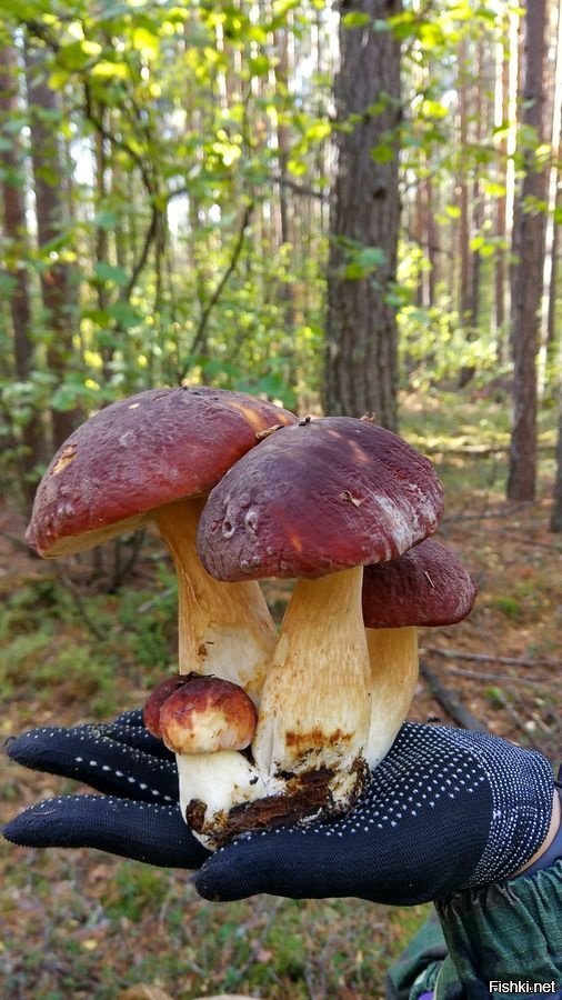 Грибы едят они глядят. Белый гриб. Грибы Красноярского края. Большие съедобные грибы. Большой белый гриб.