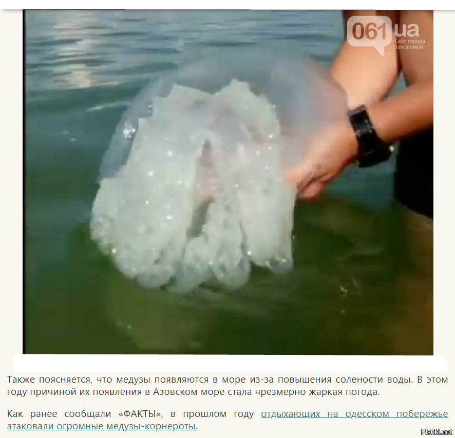 Корнерот медуза в азовском море