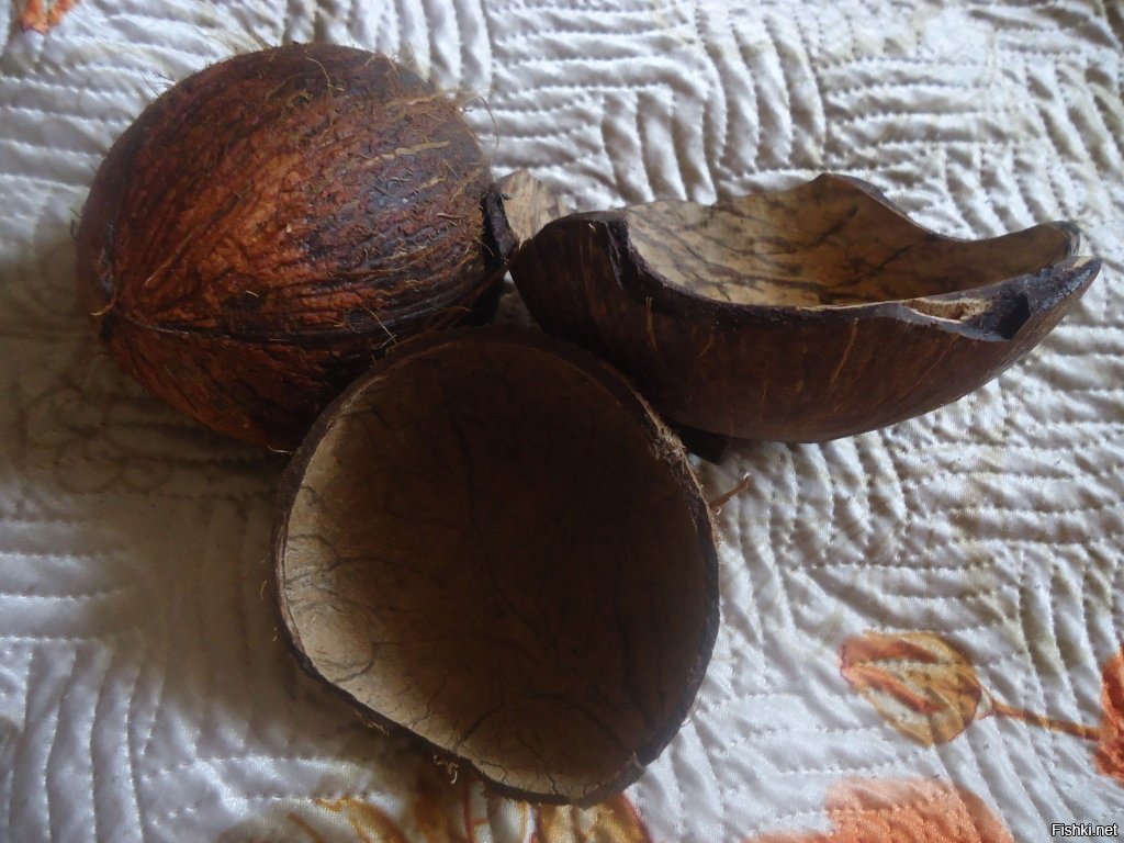 Скорлупа ореха продажа. Мохилхин орех. МАУ-200 – кокосовая скорлупа. Саудовский орех мохилхин. Поделки из кокоса.