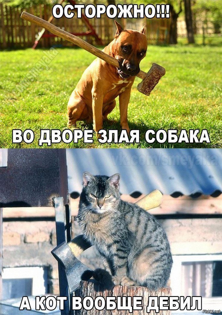 Картинки собака друг человека а кот вообще брат