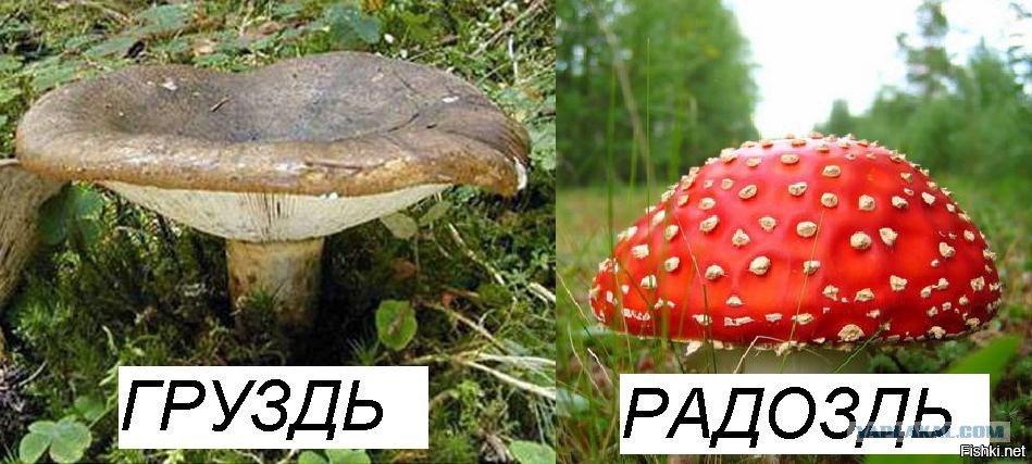 Радоздь гриб фото