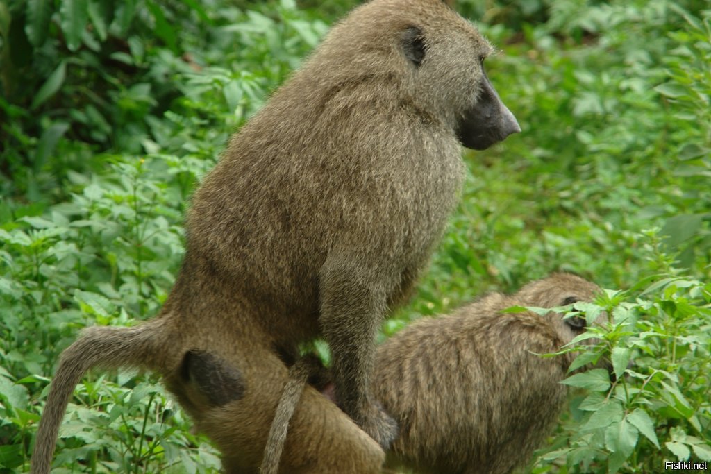 Green baboon. Грин Бабуин. Джин зеленый Бабуин. Грин Бабун розовый. Грин Бабуин малина.